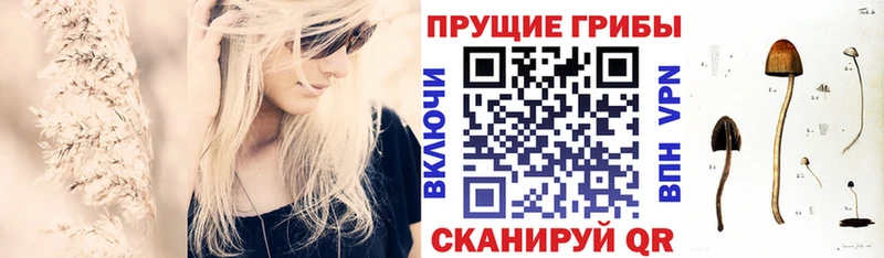 Галлюциногенные грибы Psilocybe  Кизилюрт 